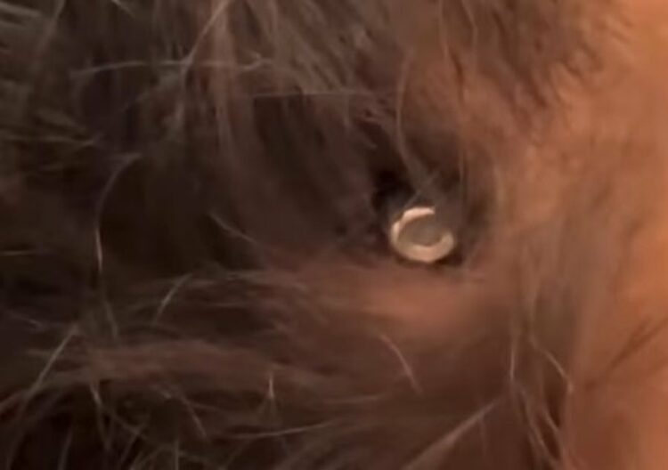 VIDEO/ Vogëlushja palestineze mbijetoi pasi plumbi i dronit izraelit ngeci në kafkë