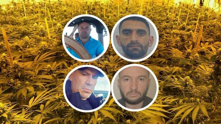 Kultivonin kanabis në Maliq, 2 të arrestuar dhe 2 të shpallur në kërkim