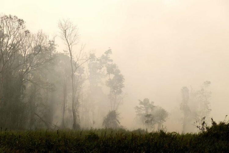 “Stinët nuk ekzistojnë më”, studimi: Aktiviteti njerëzor po sjell stinë të reja