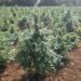 Zbulohet plantacioni më i madh i marijuanës në Mal të Zi, dy të arrestuar
