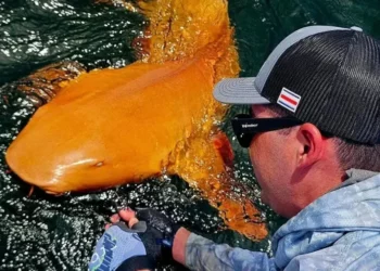 Kapet për herë të parë peshkaqeni portokalli