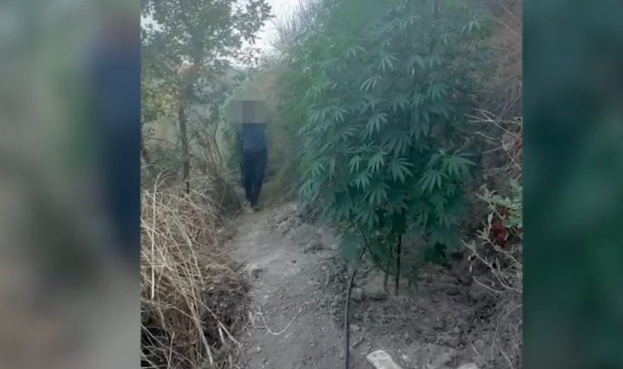 Mallakastër  U kap në flagrancë duke kultivuar kanabis  arrestohet 58 vjeçari