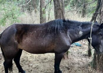 Qëllohet me armë ndaj tufës së kuajve në Llogara, dyshimet e para