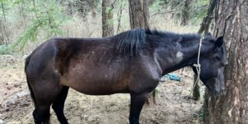 Qëllohet me armë ndaj tufës së kuajve në Llogara, dyshimet e para