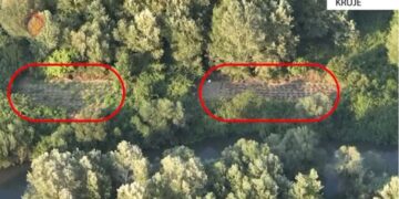 U kap duke u kujdesur për bimët narkotike, arrestohet 32-vjeçari në Krujë