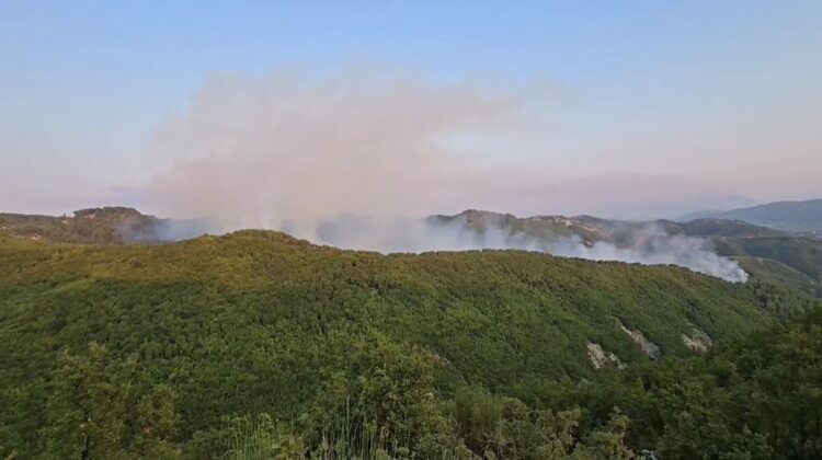 Patos, digjen 4 hektarë me pisha