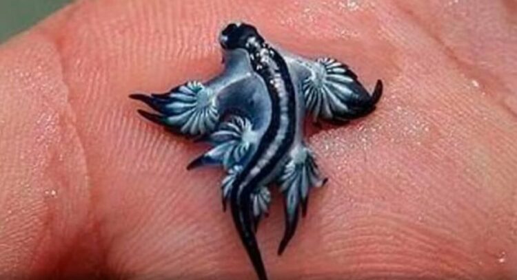 Çfarë është “Dragoi blu”? Mbyllen disa plazhe në Spanjë