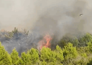 Zjarri në Vlorë/ Kryebashkiaku: Presim ndihmë nga forcat e armatosura