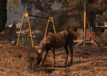 Vullnetarët ndihmojnë kafshët e djegura,puna ka nisur fillimisht me kalin në Delvinë