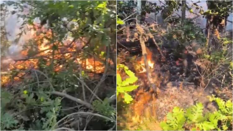 Flakët përfshijnë një sipërfaqe pyjore në Devoll