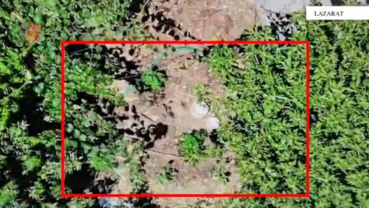 Arrestohet 55-vjeçari në Lazarat, kultivonte drogë në oborrin e banesës