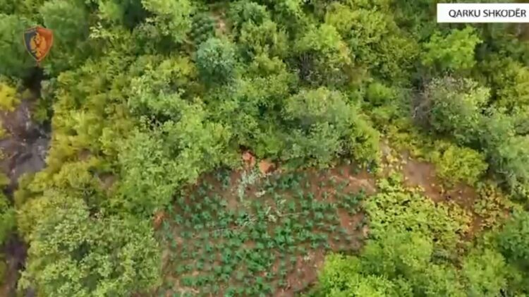 Shkodër, asgjësohen 16 755 bimë kanabis/ Sekuestrohen 320 kg degë në proces tharje