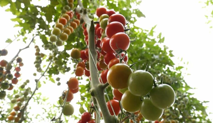 Bllokohen tonelata domate dhe pjeshkë shqiptare në Kroaci, kishin pesticide