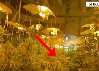 Kultivimi i bimëve narkotike në ambientet e mbyllura,pranga tre personave në Shkodër