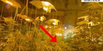 Kultivimi i bimëve narkotike në ambientet e mbyllura,pranga tre personave në Shkodër