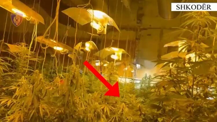 Kultivimi i bimëve narkotike në ambientet e mbyllura,pranga tre personave në Shkodër