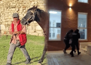 Vrasja në Berat, bashkëshortja e viktimës tregon ngjarjen: Vajza preku kalin, por…