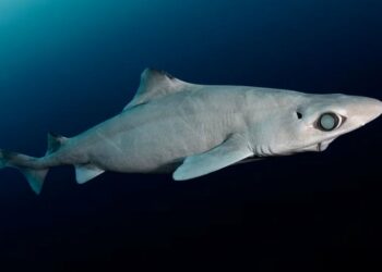 Peshkaqenët misteriozë të thellësive po zhduken për kozmetikë