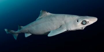 Peshkaqenët misteriozë të thellësive po zhduken për kozmetikë