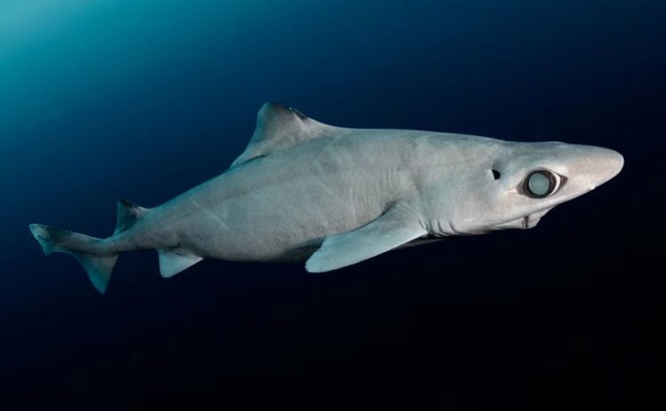 Peshkaqenët misteriozë të thellësive po zhduken për kozmetikë