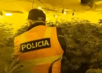 Zbulohen 3 ambiente ku kultivohej kanabis në Malësi të Madhe,2 kushërinjtë në pranga