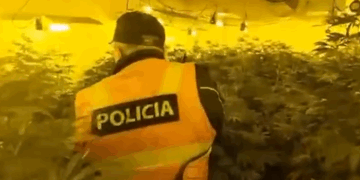 Zbulohen 3 ambiente ku kultivohej kanabis në Malësi të Madhe,2 kushërinjtë në pranga