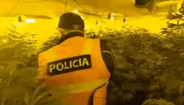 Zbulohen 3 ambiente ku kultivohej kanabis në Malësi të Madhe,2 kushërinjtë në pranga