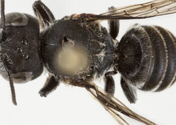 Zbulohet një specie e re blete në Australi