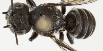 Zbulohet një specie e re blete në Australi