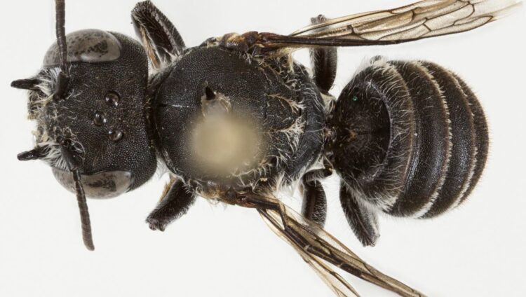 Zbulohet një specie e re blete në Australi