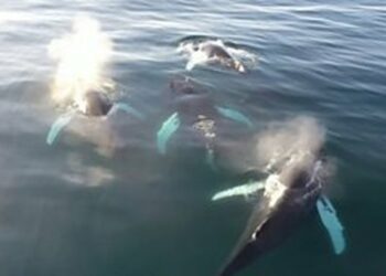 Dronët zbulojnë virus vdekjeprurës në frymën e balenave të Arktikut