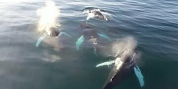 Dronët zbulojnë virus vdekjeprurës në frymën e balenave të Arktikut