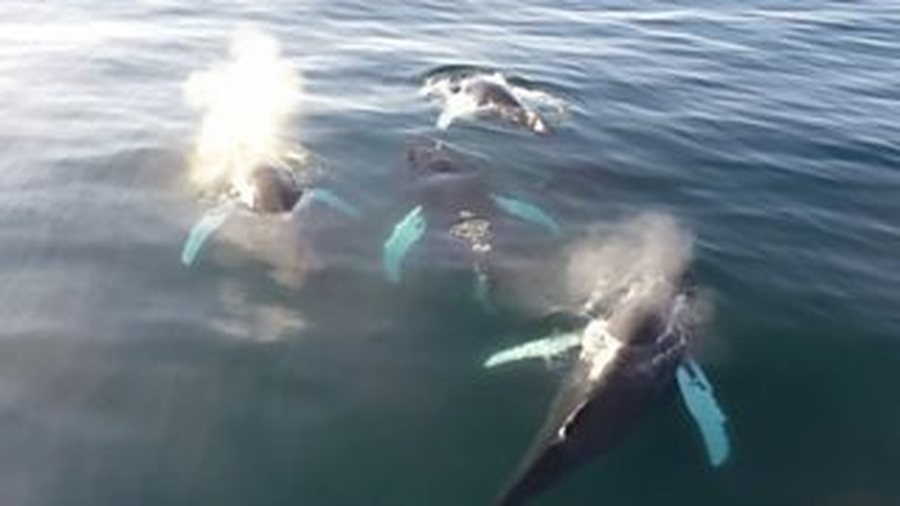 dronet-zbulojne-virus-vdekjeprures-ne-frymen-e-balenave-te-arktikut