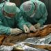 Zbulohet se mumia Ötzi ishte e infektuar me papilloma virus