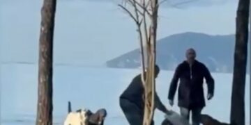 Qentë endacakë sulmojnë një person në Vlorë