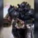 Sekuestrohen 57 kg kanabis, arrestohen dy persona në Vlorë