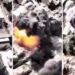 Si arritën SHBA dhe Izraeli të vrisnin Khamenein? Kamerat e hakeruara dhe…