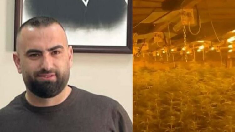 Magazina me 4 mijë rrënjë kanabis, policia liron drejtorin e Burgut të Rrogozhinës