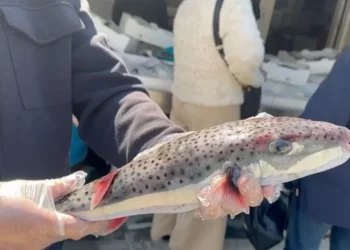 Konsiderohet si tepër i rrezikshëm, kapet në Vlorë peshku helmues