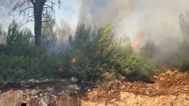 Zjarr pranë Ranës së Hedhun në Shëngjin, zona me pisha përfshihet nga flakët