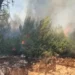 Zjarr pranë Ranës së Hedhun në Shëngjin, zona me pisha përfshihet nga flakët