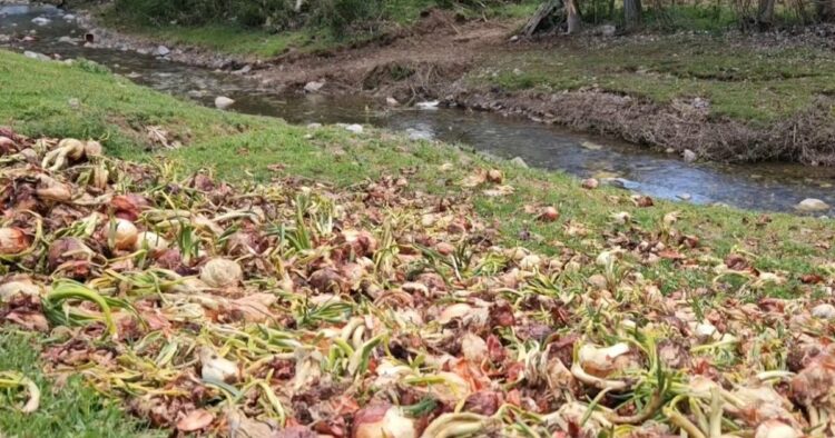 Qepët hidhen në lumë në Korçë, fermerët: Çmimi nuk mbulon kostot dhe po kalben