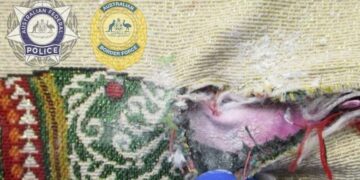 Arrestohet stjuardesa në Australi, i zbulohet heroinë me vlerë 302 mijë euro