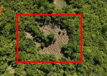 U kap i armatosur duke ruajtur parcelën me 300 rrënjë kanabis, arrestohet 43-vjeçari