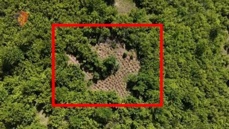U kap i armatosur duke ruajtur parcelën me 300 rrënjë kanabis, arrestohet 43-vjeçari