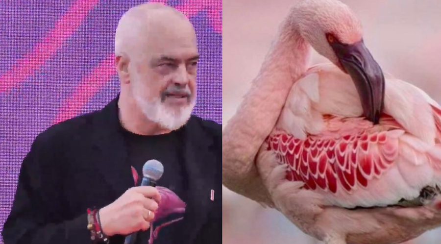 Kryeministri Edi Rama ndryshon profilin e Facebook me flamingo: simbol apo mesazh?
