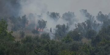 Zjarr në një sipërfaqe me ullishte në Drizë të Fierit