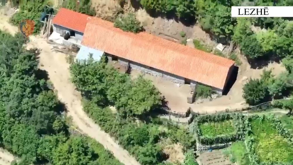 Zbulohen në Lezhë 5 ambiente për kultivimin e kanabisit